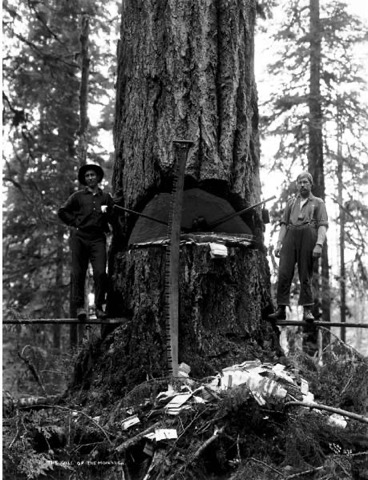 Two fallers on springboards beside a finished undercut, axes resting in the notch and a crosscut saw stood against the stump. Snohomish County, Washington, about 1913.